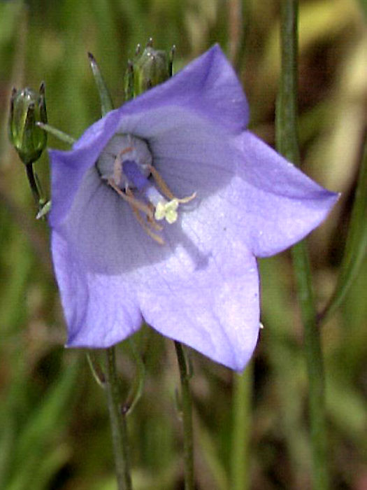 campanula-olympica