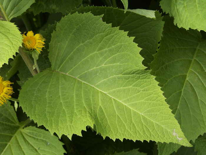 inula-magnifica-blatt