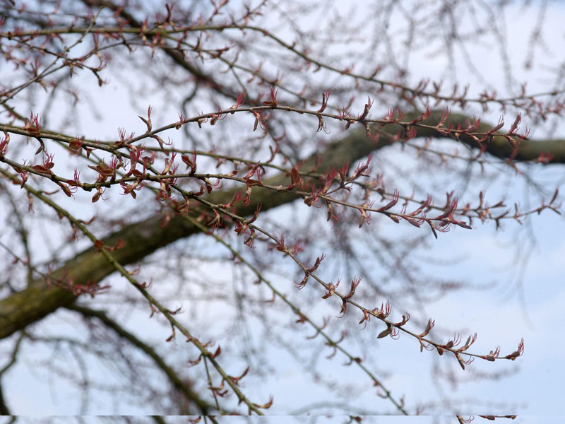kuchenbaum-bluete Cercidiphyllum japonicum, Kuchenbaum