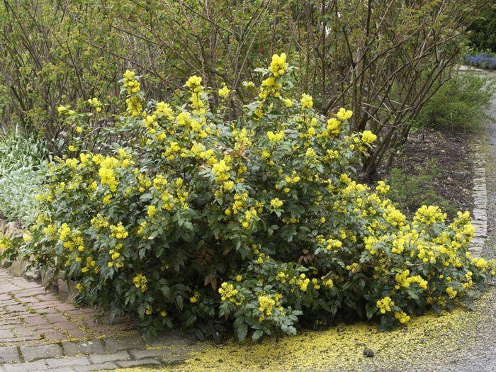 mahonia-aquifolium Mahonie in voller Blüte
