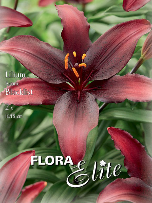 Asiatische Lilien-Hybride 'Blacklist'