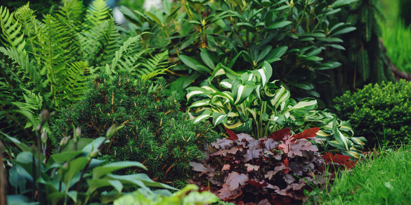 Inspiration: Schattenbeet anlegen