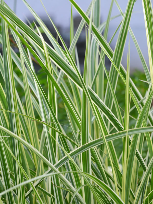 Weissbunte Blaetter des China-Schilfs Variegatus