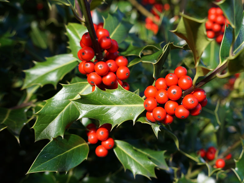 Blatt und Beeren Stechpalme Heckenfee Nahaufnahme Blatt und Beeren Stechpalme Heckenfee