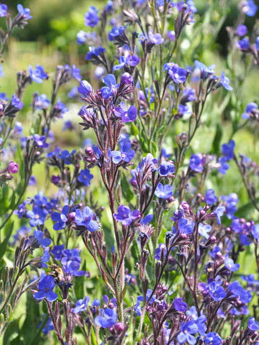 anchusa-azurea Anchusa azurea, italienische Ochsenzunge