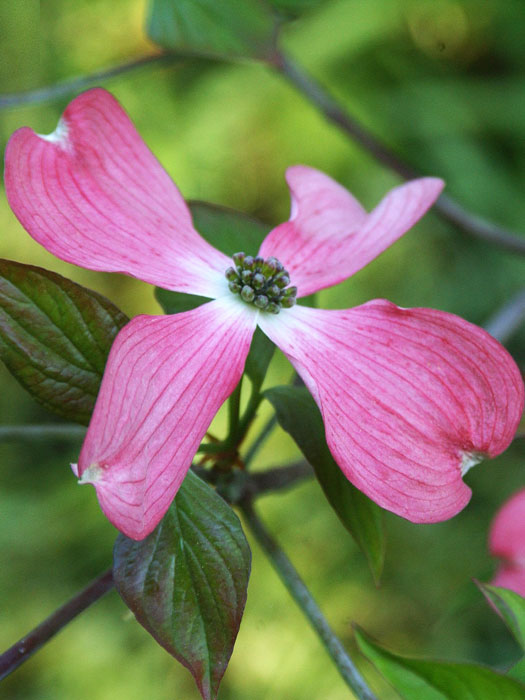 Cornus florida 'Rubra', Roter Blumen-Hartriegel