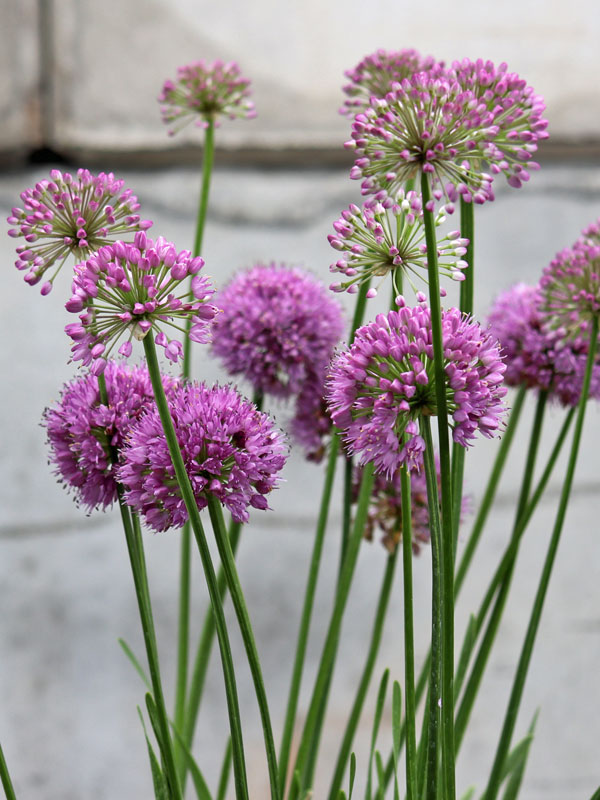 Allium Lavender Bubbles vor einer Mauer