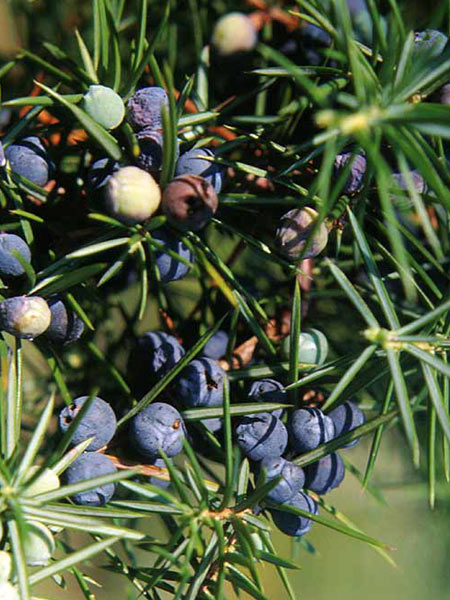 juniperus-communis_j3_76840_2
