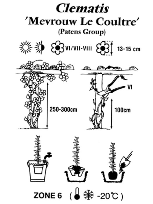 clematis-madame-le-coultre Pflanz- und Pflegeanleitung