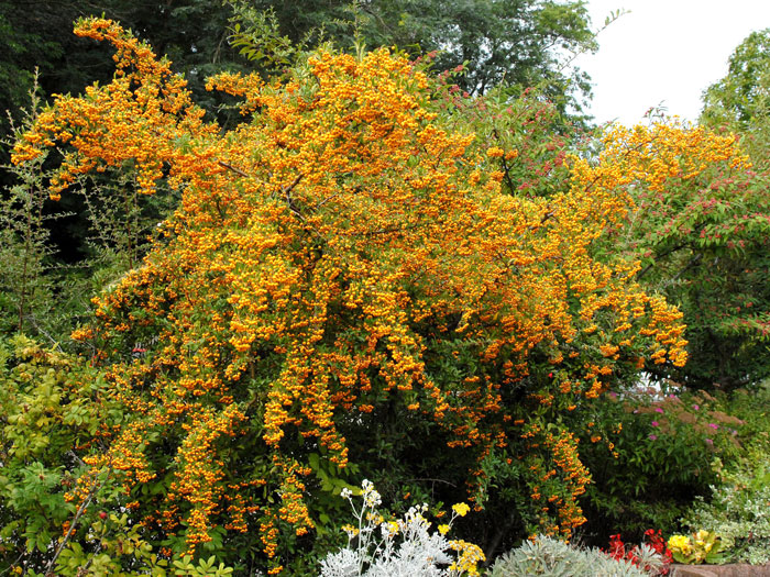 pyracantha-soleil-d-or Gelbfruchtiger Feuerdorn als Solitärstrauch