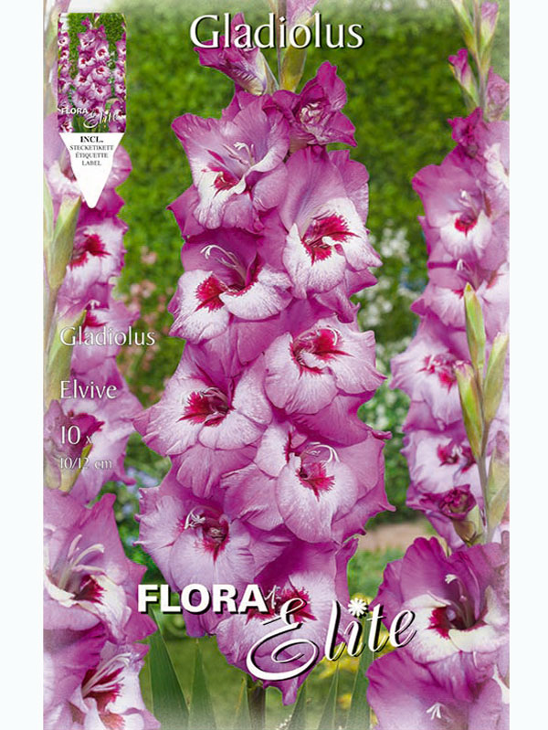 gladiole-elvive