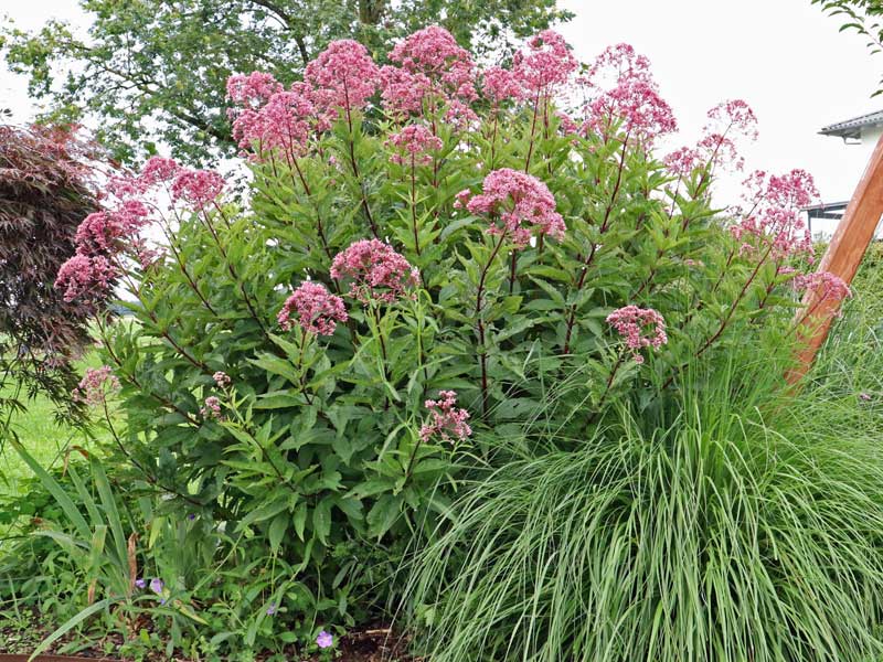 Wuchs Eupatorium fistulosum Atropurpureum 