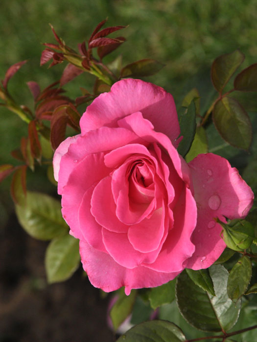 rose-lady-like555995b0686d0 Rosen-Stämmchen Lady Like ® - Tantau