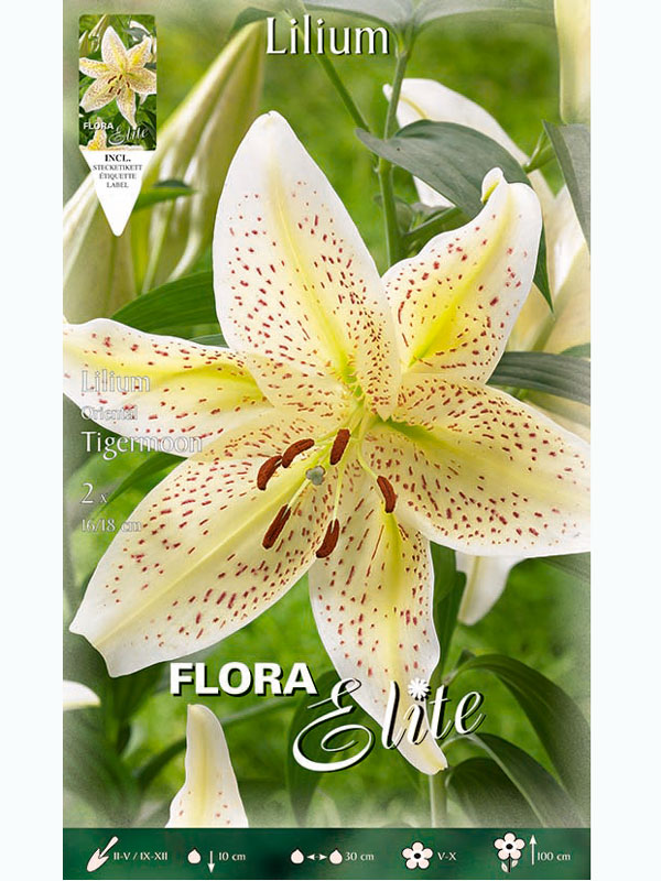 lilie-tigermoon Orientalische Lilien-Hybride 'Tigermoon', Lilium (Art.Nr. 5217295)