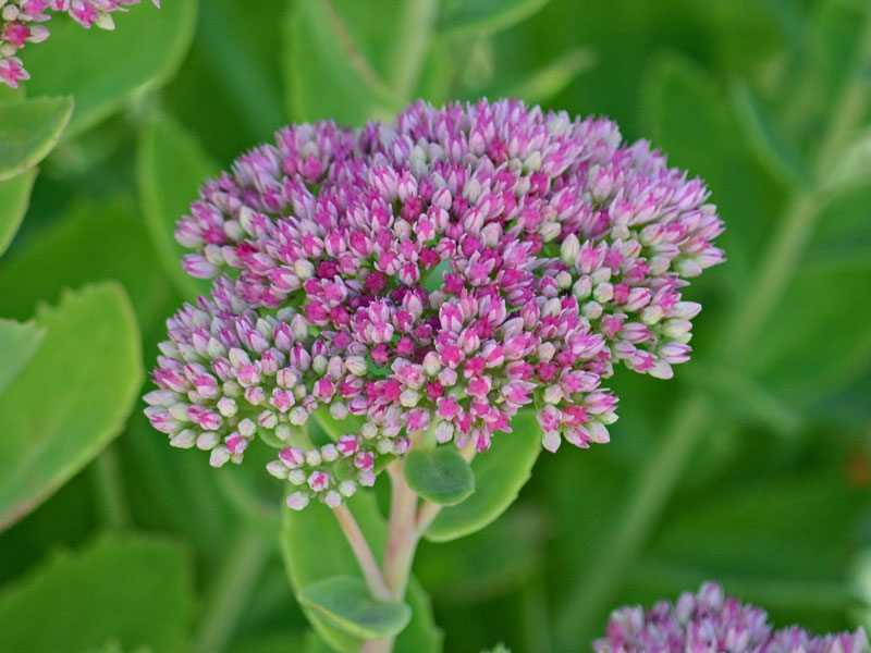 Blüte Garten-Fetthenne Herbstfreude Nahaufnahme einer Bluete der Garten-Fetthenne Herbstfreude