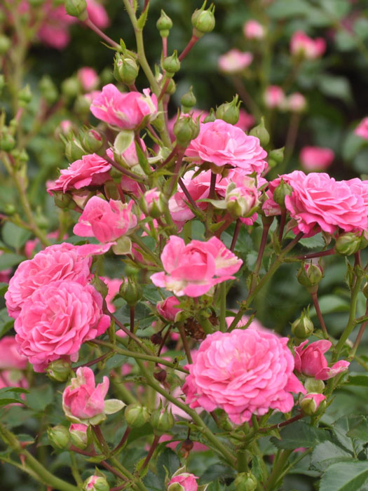 rose-pepina Zwergrose Pepina