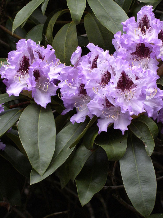 alpenrose-blue-peter Rhododendron 'Blue Peter'