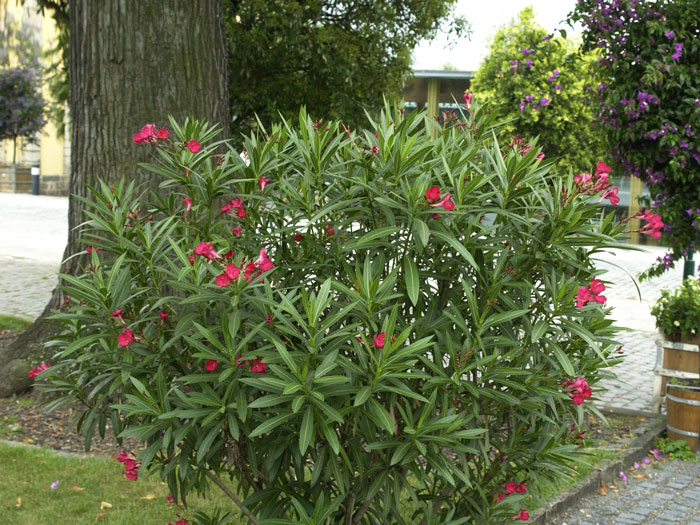 oleander-rot-strauch