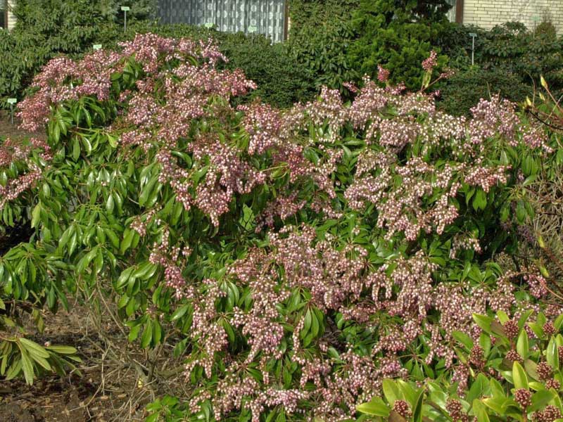 Wuchs Pieris japonica Valley Rose