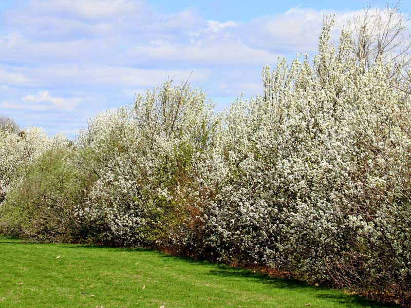 Hecke aus Wildobst-Gehoelzen