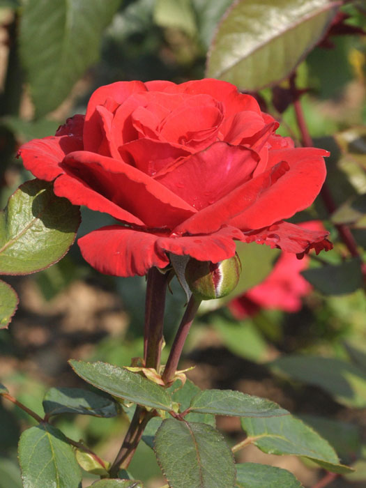 rose-grandamore Rose Grand Amore