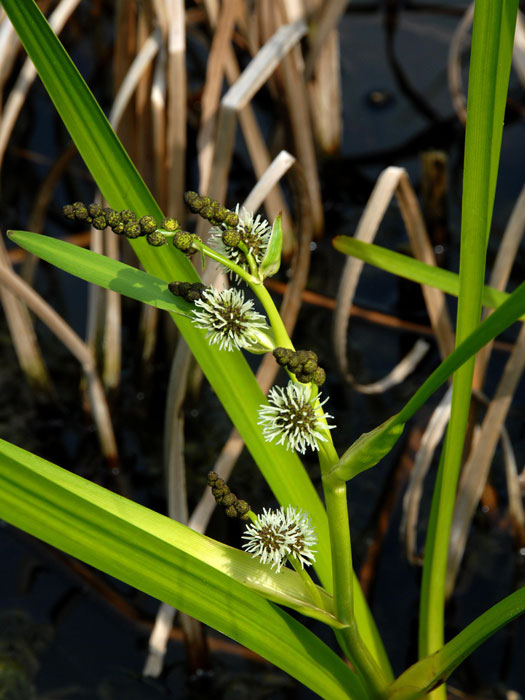 igelkolben Sparganium erectum, Igelkolben