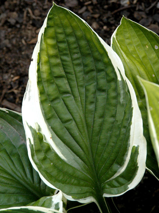hosta-francee-blatt Hosta x fortunei 'Francee', Garten-Funkie, Weißrand-Funkie, Herzblatt-Lilie