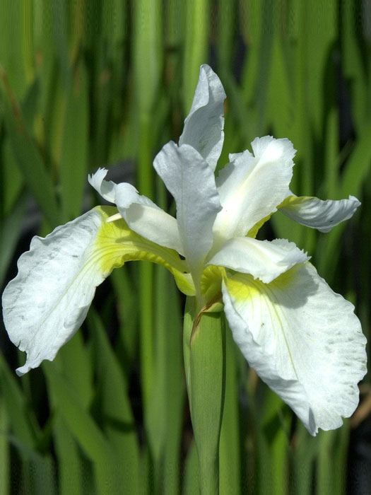 iris-white-swirl Iris sibirica 'White Swirl', Wiesen-Iris, Wiesen-Schwertlilie