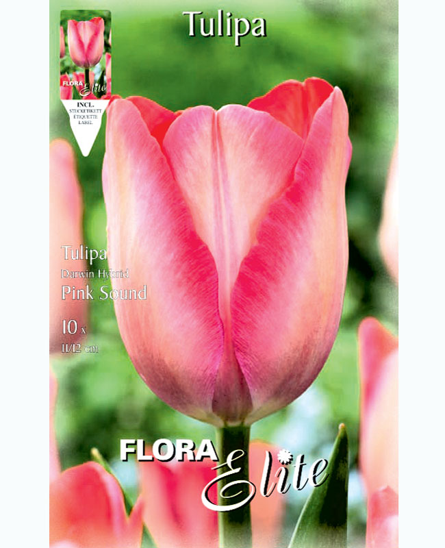 tulpe-pink-sound Darwin-Hybrid-Tulpe 'Pink Sound' (Art.Nr. 5953115)