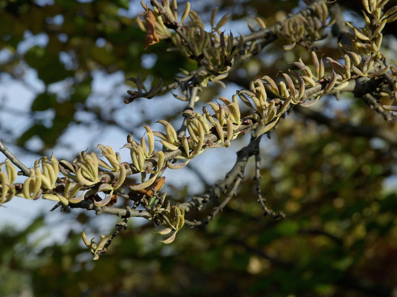 kuchenbaum-samen Cercidiphyllum japonicum, Kuchenbaum