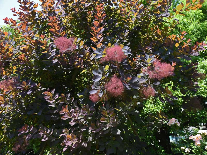 Cotinus coggygria Flamissimo Strauch