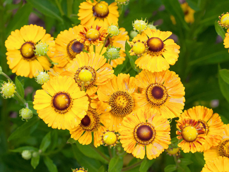 Mehrere Blueten eines Helenium Goldrausch