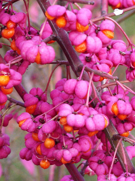 euonymus-alatus Frucht des Flügel-Spindelstrauchs