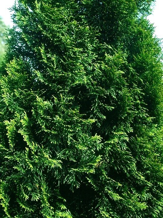 Nahaufnahme der Nadeln einer Thuja Smaragd