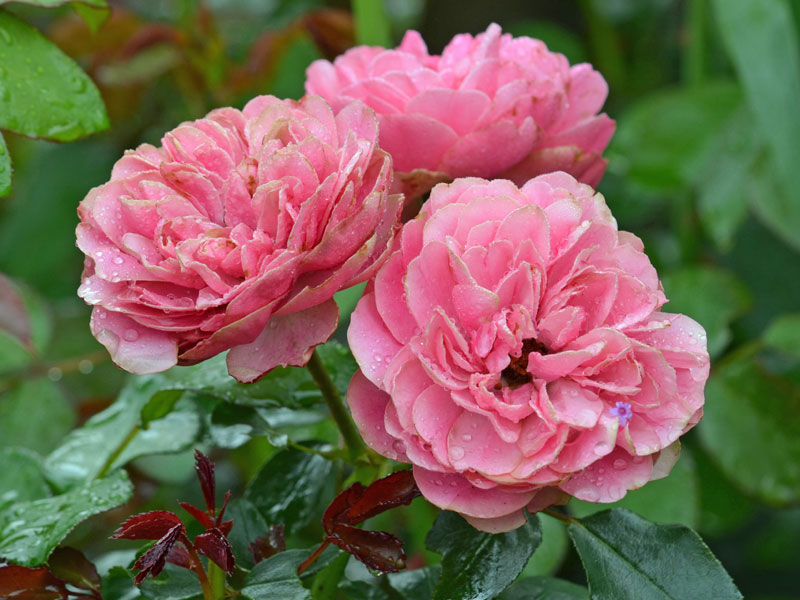 Bluete der Rose Leonardo da Vinci