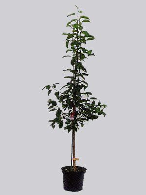 apfelbirne-kosui-topf Apfelbirne Nashi 'Kosui', chinesische Apfelbirne, Asienbirne