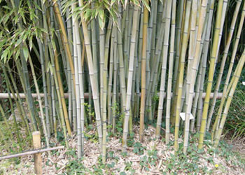 phyllostachys-henonis-trieb