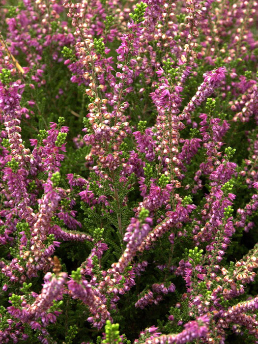 besenheide-allegro Dunkelviolette Blüte der Besenheide 'Allegro'