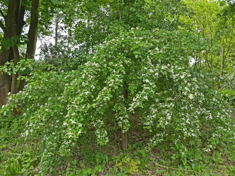 Eingriffliger Weißdorn als Stämmchen Eingriffliger Weissdorn als Staemmchen
