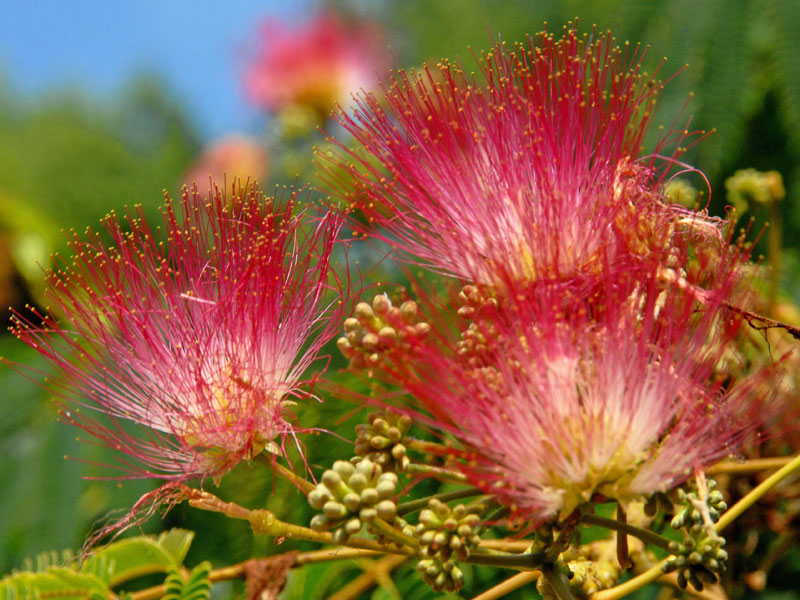Nahaufnahme der Blueten einer Albizia julibrissin Ombrella
