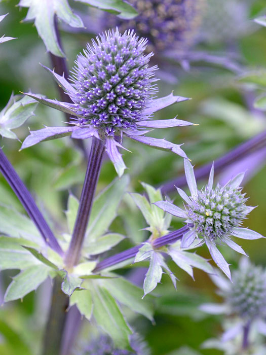 eryngium-blue-hobbit Eryngium planum 'Blue Hobbit' (M), Edeldistel, Mannstreu