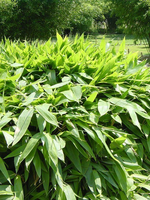 sasa-tsuboiana Sasa tsuboiana, Breitblatt-Bambus