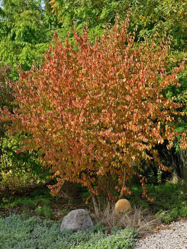 Kornelkirsche im Herbst Strauch einer Kornelkirsche mit Herbstfaerbung