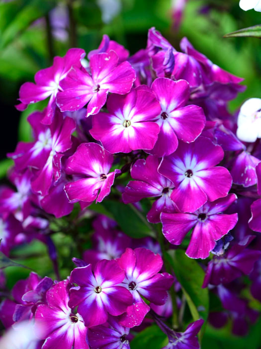 uspech-phlox Phlox paniculata 'Uspech', Flammenblume, Sommerphlox