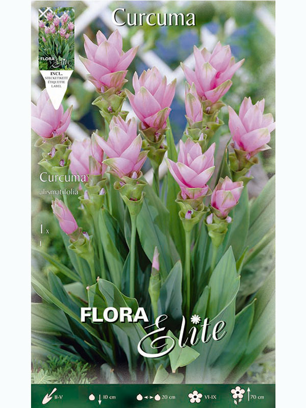curcuma