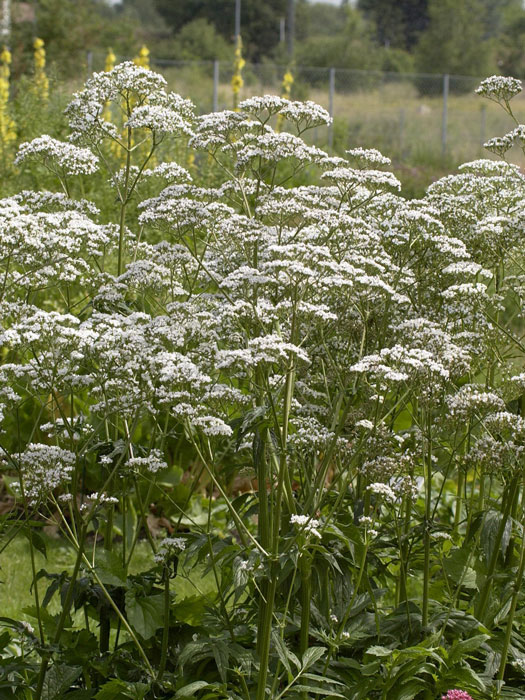 valeriana-officinalis-natur Baldrian, Katzenkraut, Valeriana officinalis