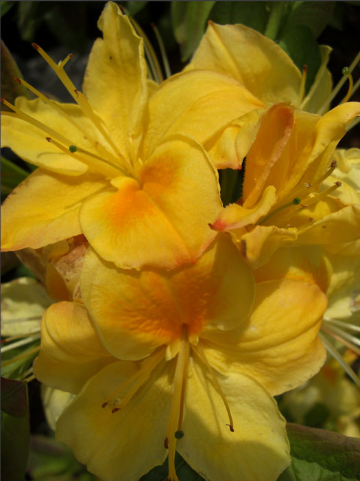 azalee-golden-sunset Rhododendron luteum 'Golden Sunset', sommergrüne japanische Gartenazalee