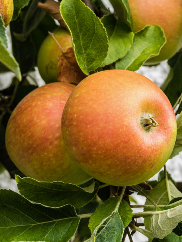 Apfel Holsteiner Cox