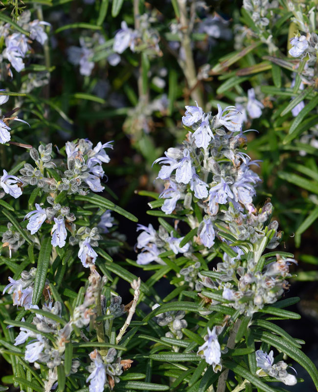 rosmarin-paris Heller Rosmarin 'Paris', Rosmarinus officinalis