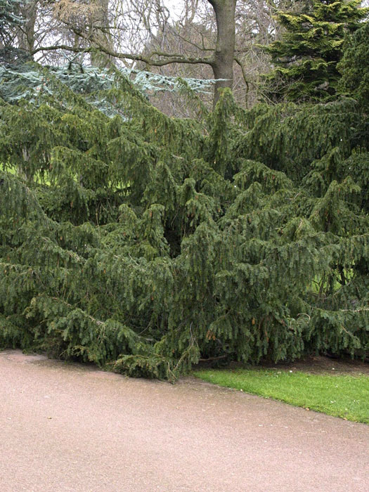 taxus-dovastoniana5559943c780a4 Adlerschwingeneibe Sichtschutz